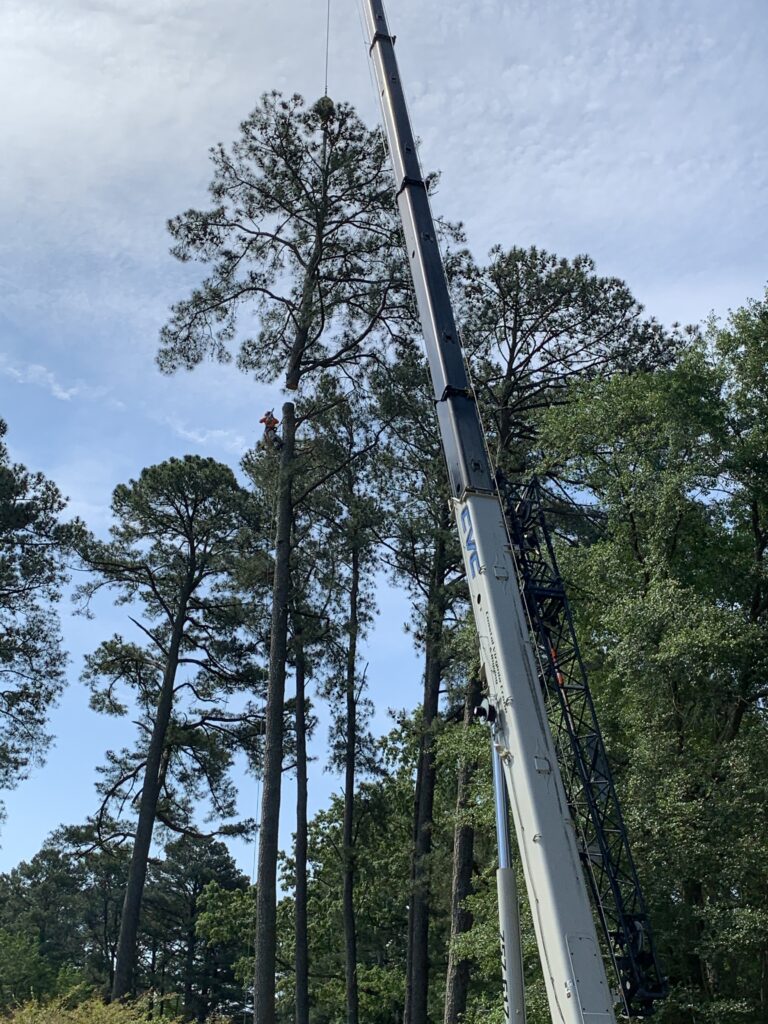 crane for tree removal