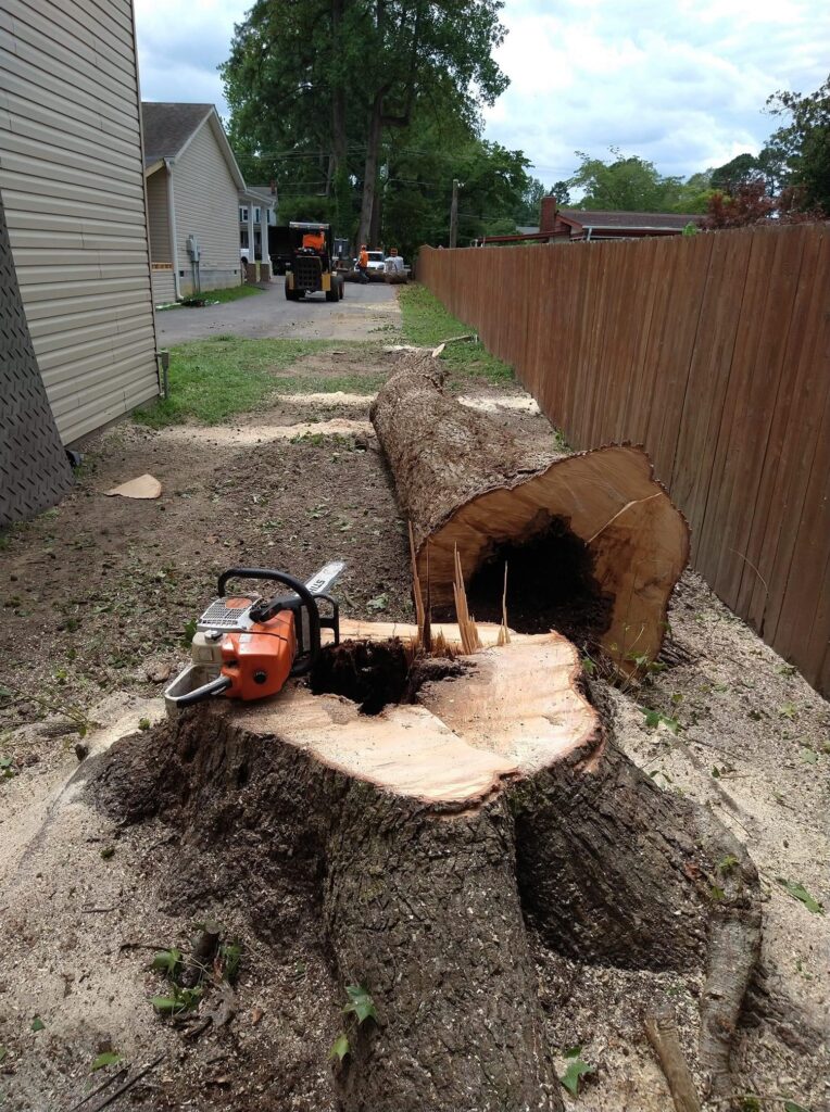tree cut down