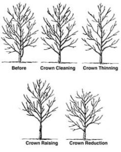 differnent kinds of tree trimming